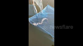 Huge king cobra caught in fishing net in eastern India