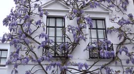 Intricate wisteria blooms decorate a house in South Kensington - London