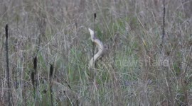 Pair of snakes perform mesmerising mating dance in Cambodia