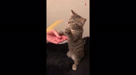 Kitten trying to eat dry noodles is too cute