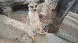 Adorable meerkat sits like a human watching zoo-goers