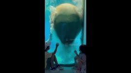 Walrus creates heart shape for Hong Kong kids in magical encounter