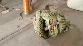 Horrified family find snake strangling a gecko on their patio