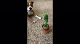 'Adorable pup is confused, fascinated & scared while interacting with mimicking cactus toy'