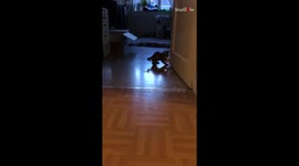 'Excited cat pretends to be a dog as he plays fetch with owner 
'