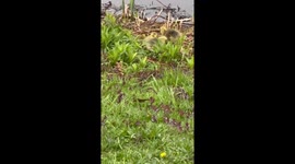 Cute baby geese grazing by a pond in north east