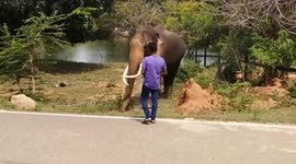 Elephant strays into temple in Sri Lanka