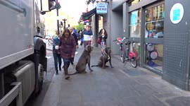 Huge dogs waiting for owners outside a food store in Earls Court - London