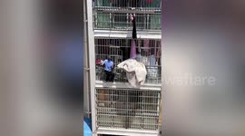 Security guard climbs onto second-floor balcony to remove burning quilts