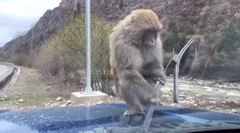 Monkey leaps onto car and snaps windshield wiper in northern China