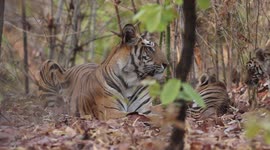 British wildlife photographer documents charming footage of tiger mum tending to cub