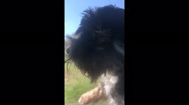 Dog “Roars” Like Katy Perry with Mouth Wide Open in the Wind