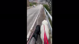Dog’s booty where they are walking