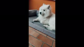This is a lovely dos, it is a samoyed