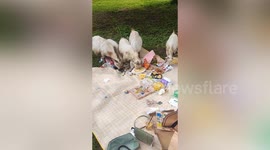 Herd of goats crash Chinese woman's picnic by eating all her food