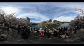 360 VR Tour | Walking through Cherry Blossoms along Chidorigafuchi Park