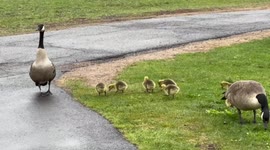 Adorable baby geese cross path led by their mama and papa