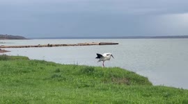 A beautiful stork and a famous song about peace on earth