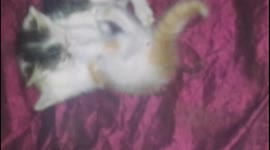 Cute  fight between two kittens