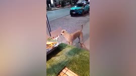Boy trains dog to fake injury to get free treats from vendors