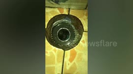 Lost pet kittens rescued after being stuck in drain