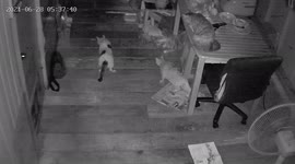 Greedy wild python invades home and chases owner's three pet cats