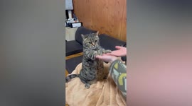 Confused pet cat plays 'patty cake' with owner in Japan