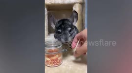 Hungry pet chinchilla bats away owner's hand to protect its papaya snacks