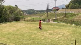 Pet Shiba Inu dog excitedly plays with owner wearing T-rex costume