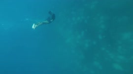 Free diver swims with whale sharks in the Philippines