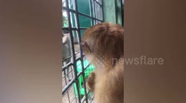 Pet monkey refuses to wear hat made of coconut shell in Myanmar