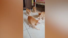 Amusing ginger cats clean themselves in sync