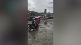 Pet dogs help their elderly owner sell vegetables in the Philippines