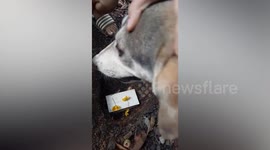 Grieving mother dog tries to stop owner from burying her dead puppy
