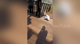 Footage of man stepping on bird's tail causes controversy on Chinese social media
