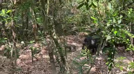 Hong Kong wild boars thrive as city forgets about cull: baby boars join the herd