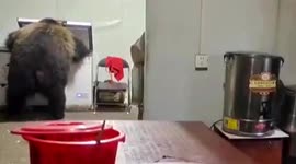 Brown bear breaks into canteen and steals meat from fridge in China