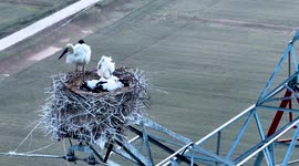 Bird's Nest On A Transmission Tower In Huaian, China