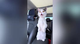 Wide-eyed cat is engrossed by surroundings as it peers out car window