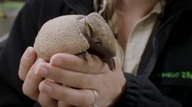 This cute baby armadillo shares in the morning struggles you do