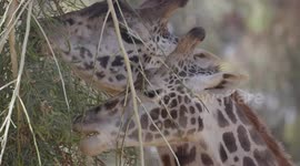 Long tongues are the key to long lives for the long-necked giraffe