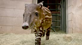 After His Mother Couldn’t Care for Him, This Baby Tapir Gets Bottle Fed