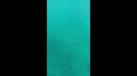 'Baby manatee gives kayakers a warm welcome *ABSOLUTE CUTENESS*  '