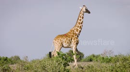 Attaching tracking device to giraffes is a tall task