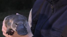 Why the platypus is an oddball in the animal kingdom