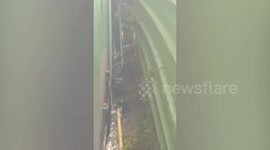 Chubby 4ft-long monitor lizard rescued after getting trapped between restaurant walls