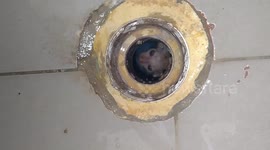 Kitten rescued after being found stuck in sewer pipe