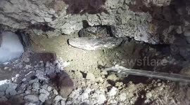 Officials smash through local's floor to rescue huge 19-foot python in Indonesia