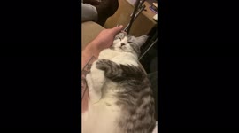'Adorable cat LOVES getting petted while chilling on the couch'