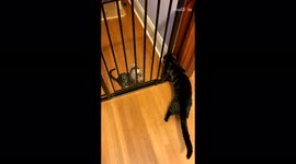 Kitten tries to help much larger adult squeeze through baby gate